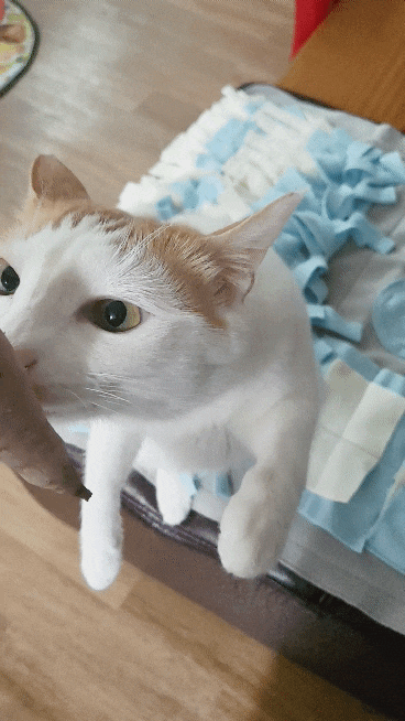 겨울철에 고구마 먹는 고양이 (고양이도 고구마 먹어도 되나?)