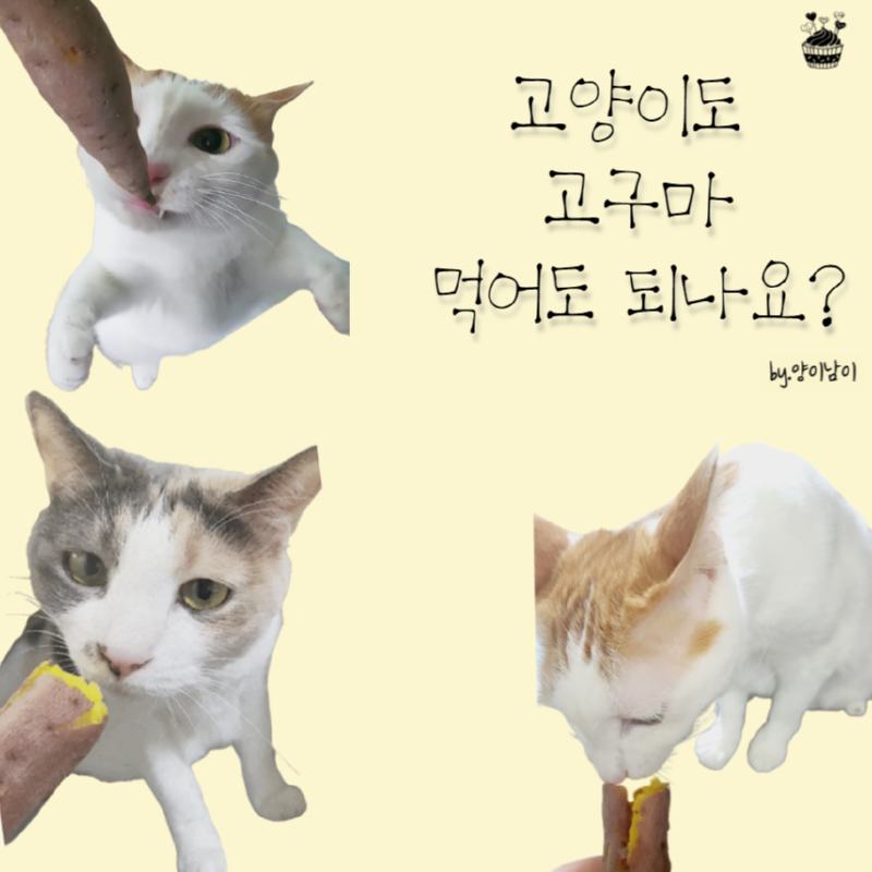 겨울철에 고구마 먹는 고양이 (고양이도 고구마 먹어도 되나?)