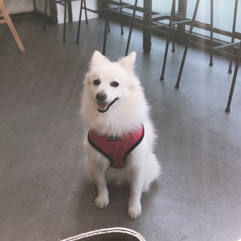 저희집 뽀송이입니다:) 