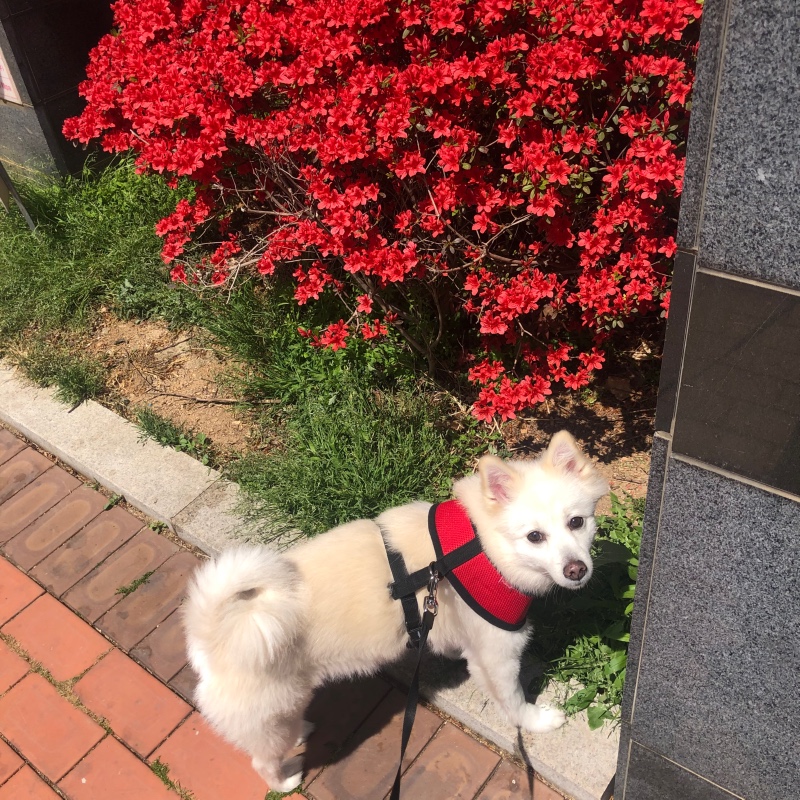 저희집 뽀송이입니다:) 