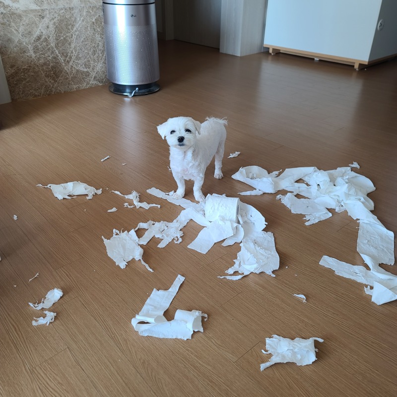 간식 언제주꼬양?