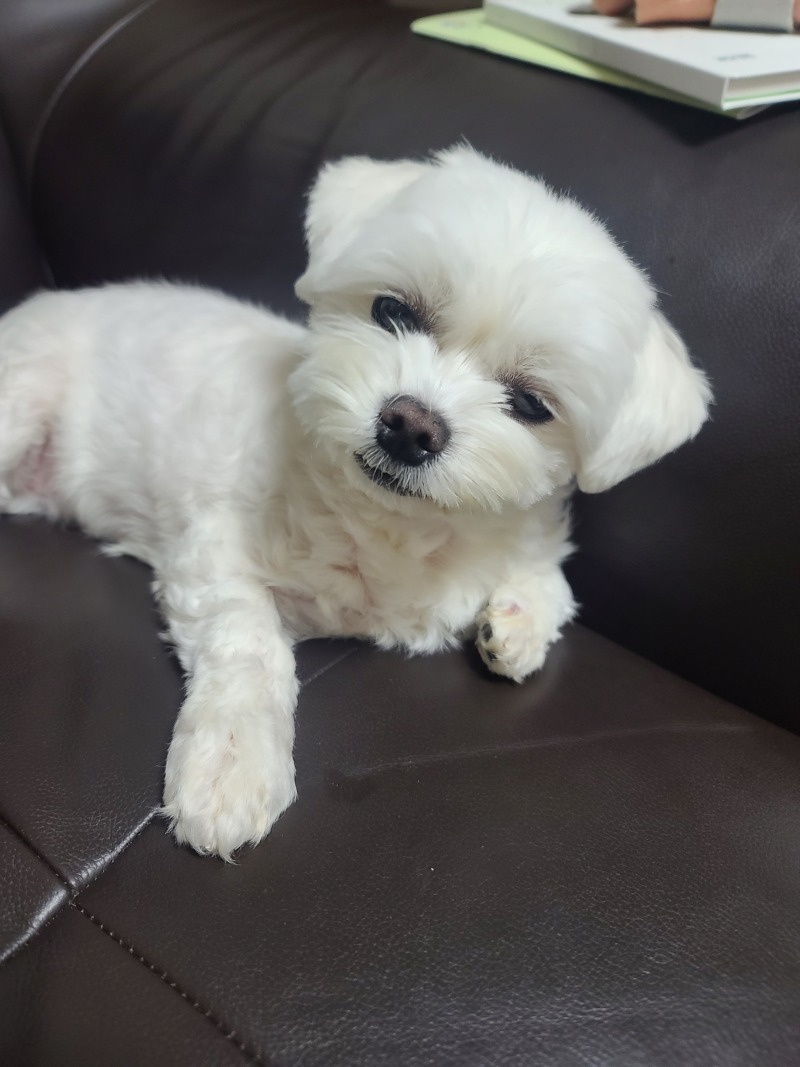간식 언제주꼬양?
