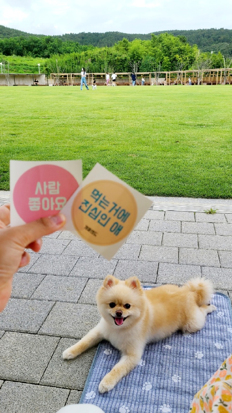 울산 근교, 부산에서 가까운 반려견 운동장 개들랜드!