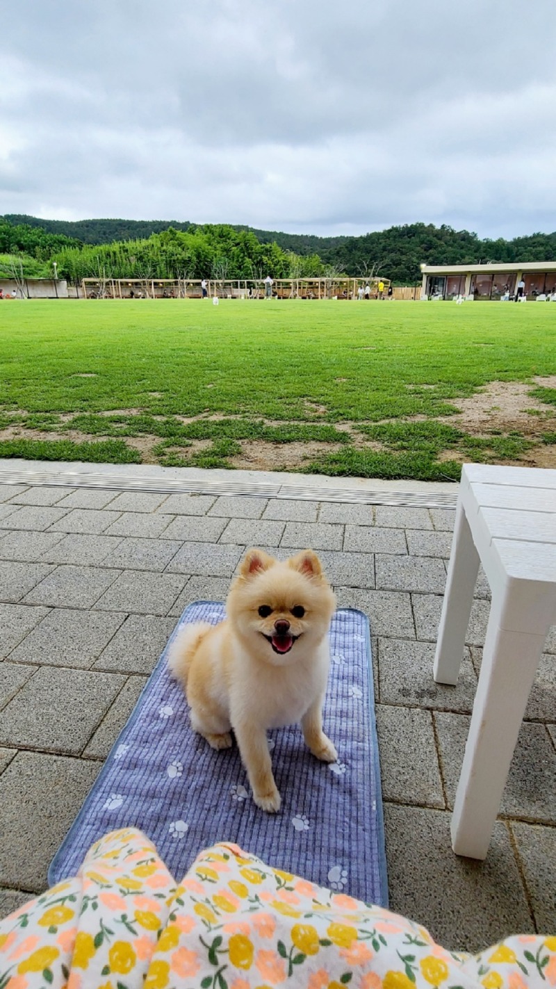 울산 근교, 부산에서 가까운 반려견 운동장 개들랜드!