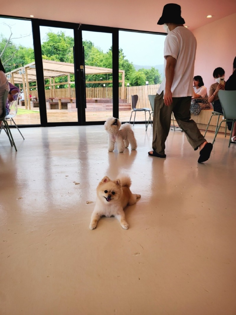 울산 근교, 부산에서 가까운 반려견 운동장 개들랜드!
