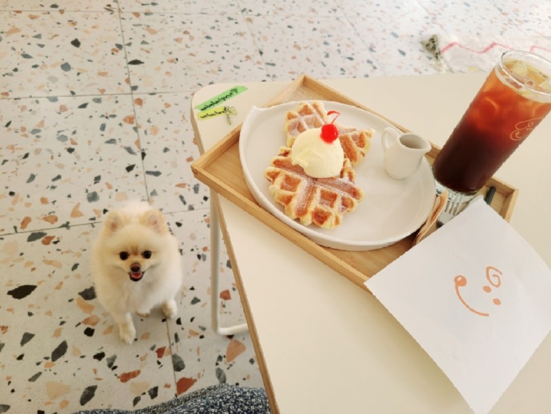 부산 반려견 동반 카페 월월월 앳더 모먼츠