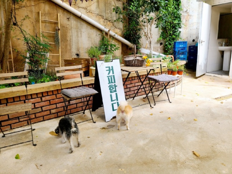 부산 반려견 동반 카페 월월월 앳더 모먼츠