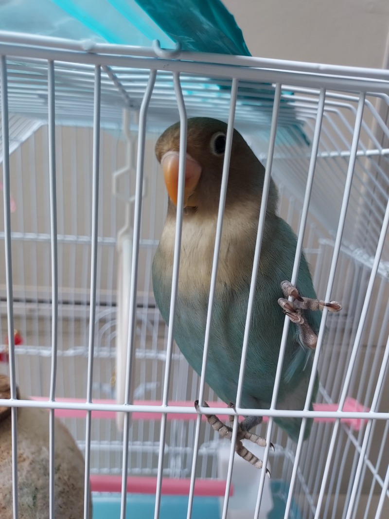 사랑둥이 모란앵무