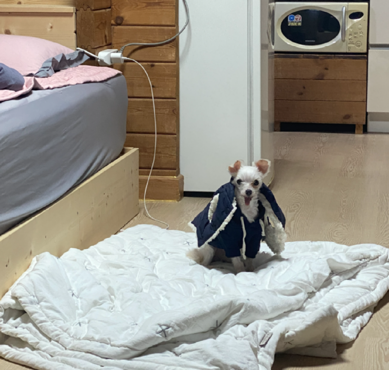 가평 애견동반펜션 2PM 추천!