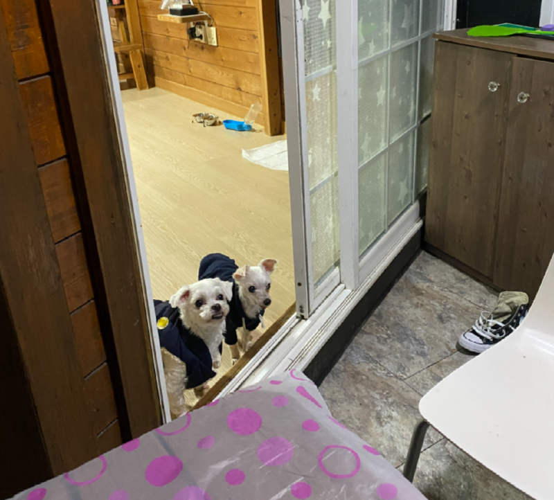 가평 애견동반펜션 2PM 추천!