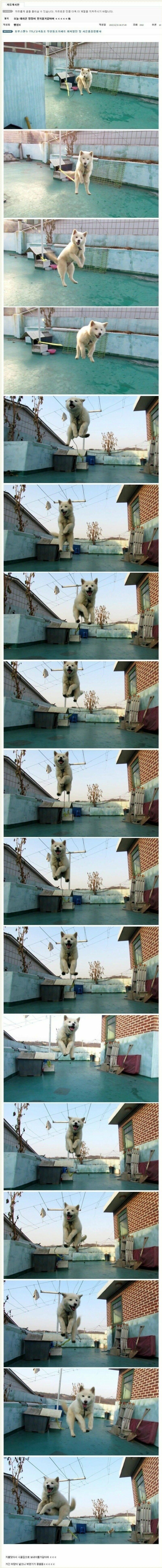 도시에서 감당 안되는 댕댕