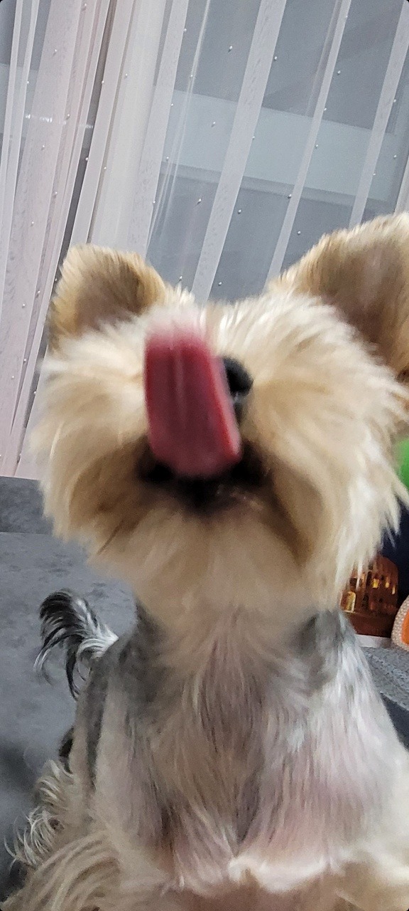 요키의 매력.... 