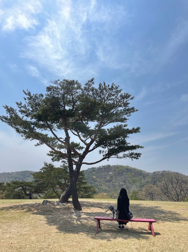 경주여행 필수 코스 화랑의 언덕 ~