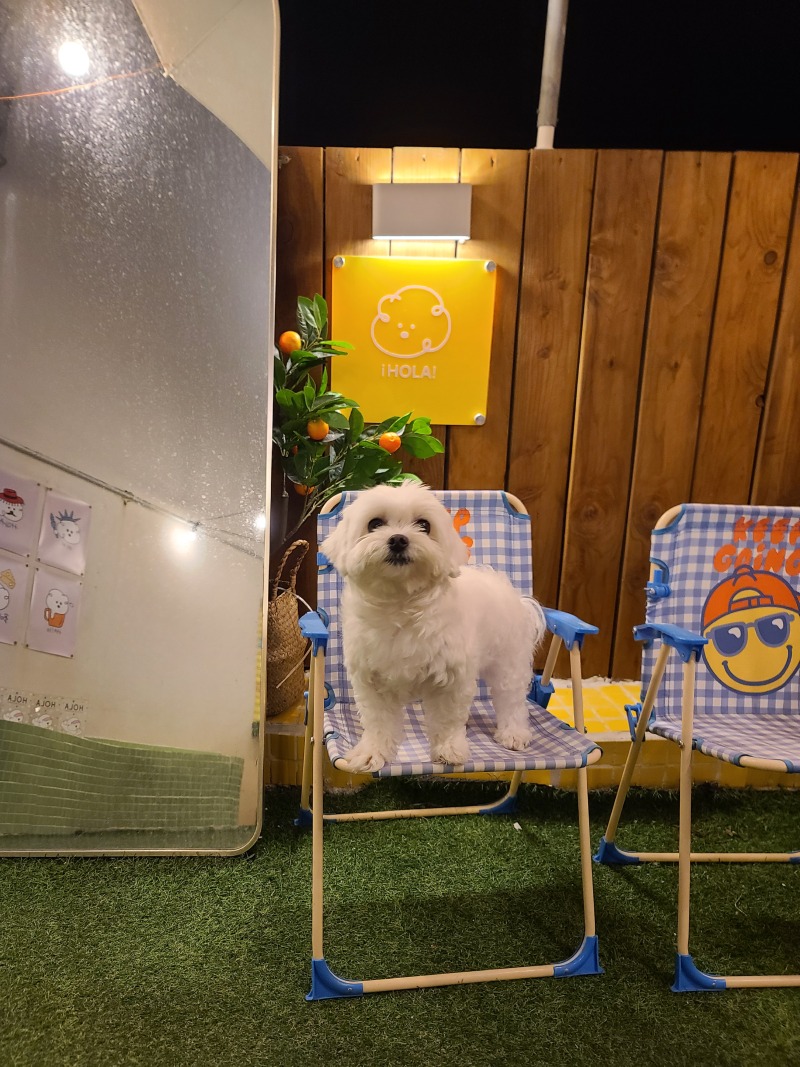 강아지 수영장이 있는 올라펜션