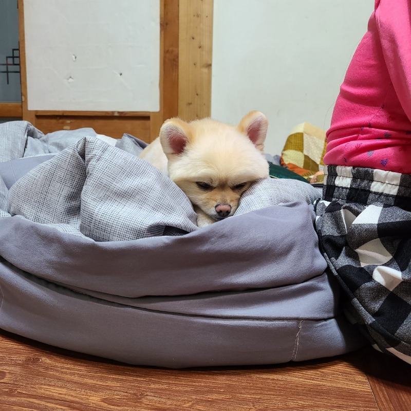 애견 동반 펜션 