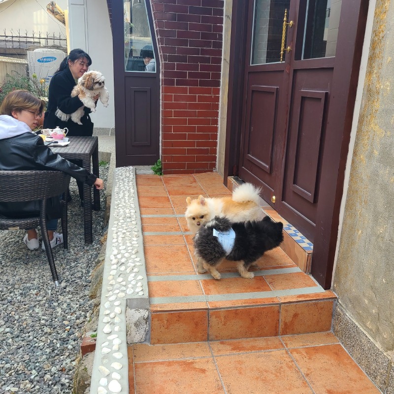 온천천 애견동반 카페 