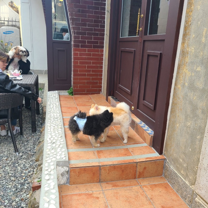 온천천 애견동반 카페 