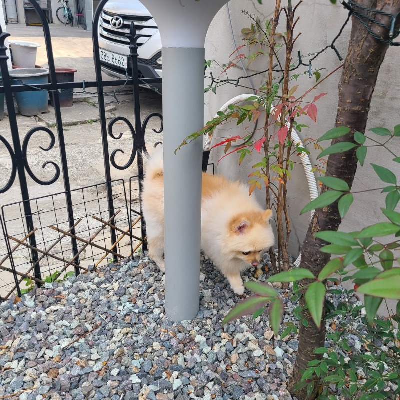 온천천 애견동반 카페 