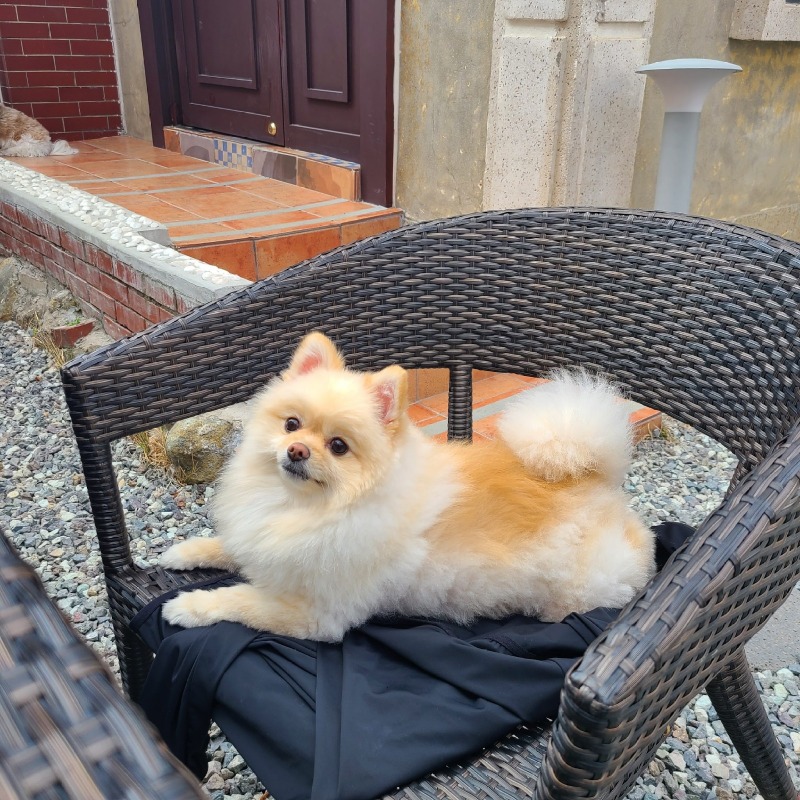 온천천 애견동반 카페 
