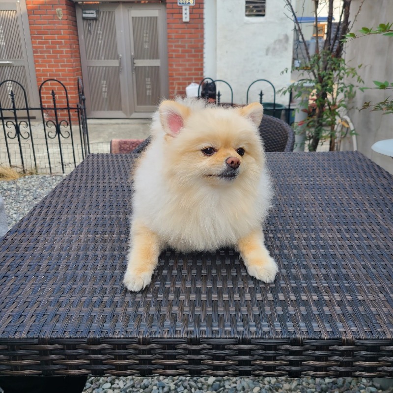 온천천 애견동반 카페 