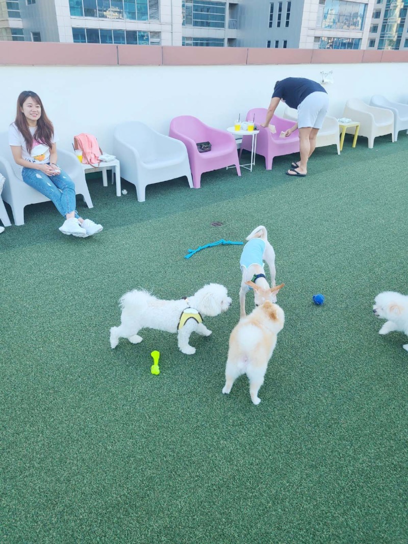  해운대에 위치한 애견카페 스포독 