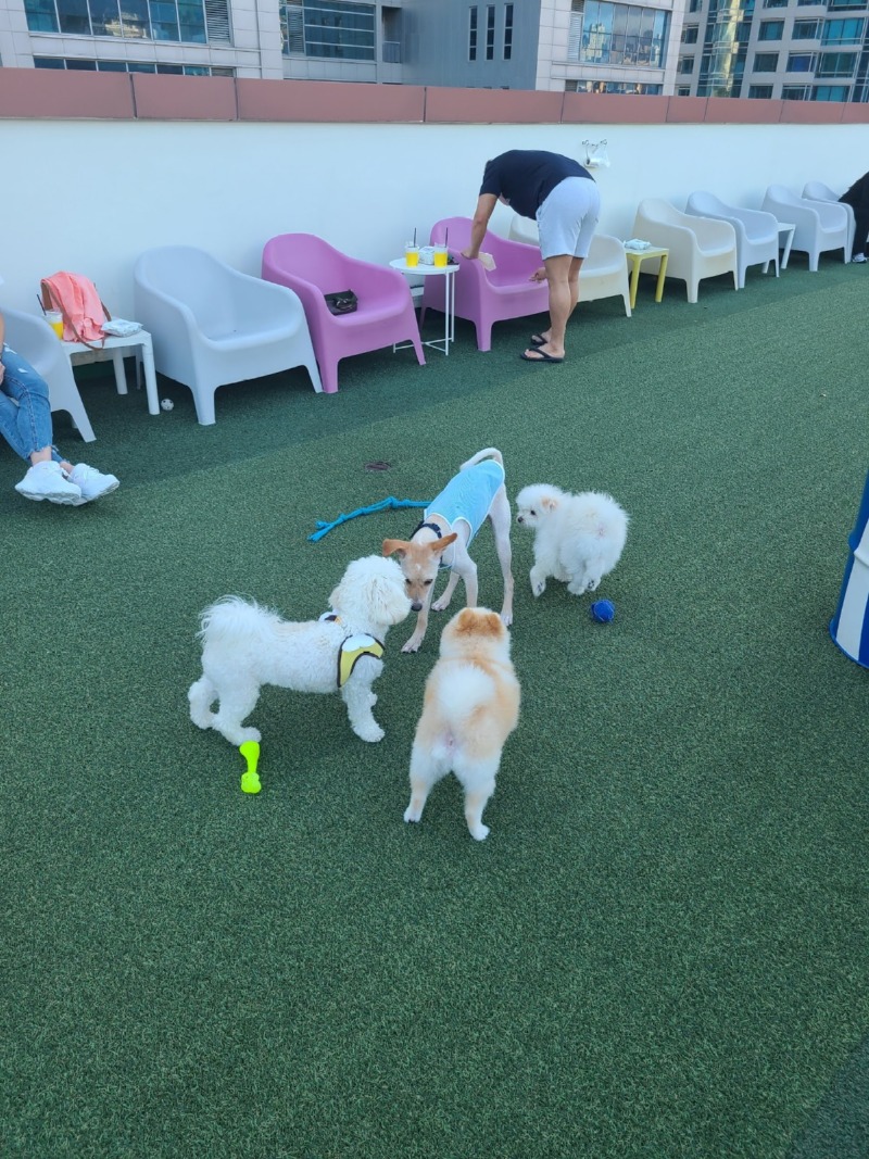  해운대에 위치한 애견카페 스포독 