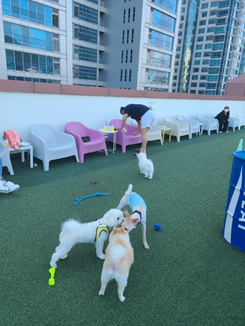  해운대에 위치한 애견카페 스포독 