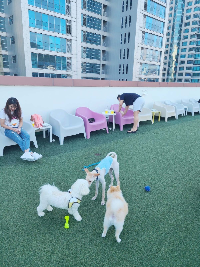  해운대에 위치한 애견카페 스포독 