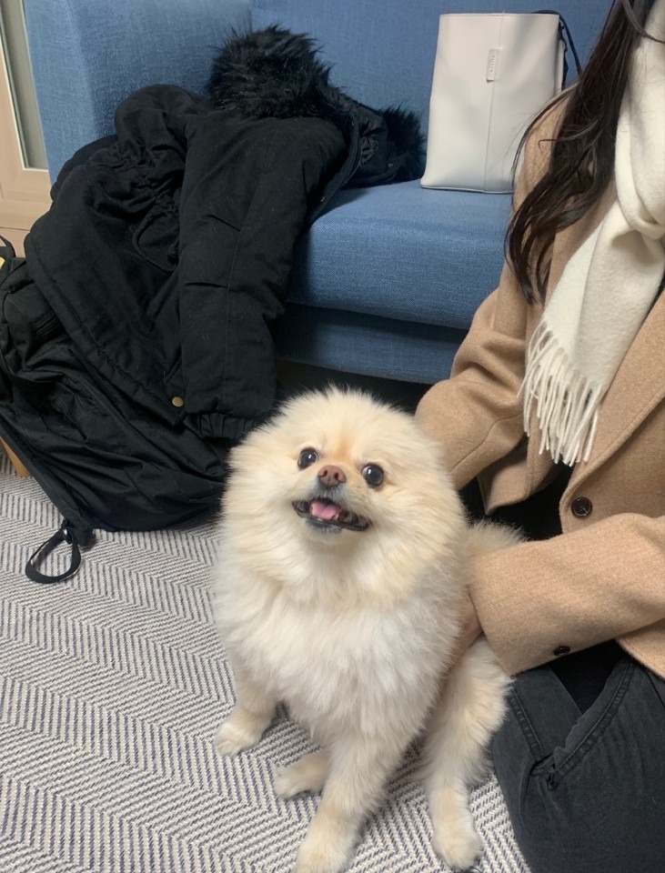 우리집 애교쟁이 뚱땡이 입니당 :-)