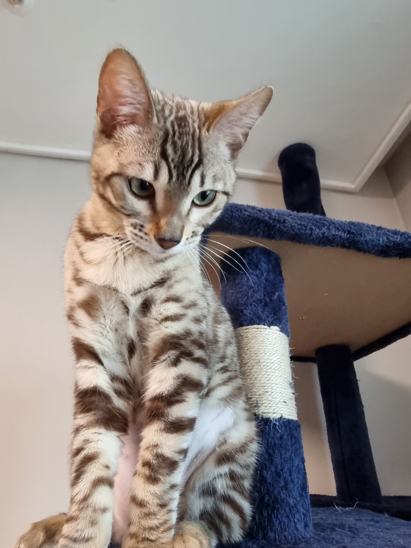 사람을 너무  좋아하는 냥이