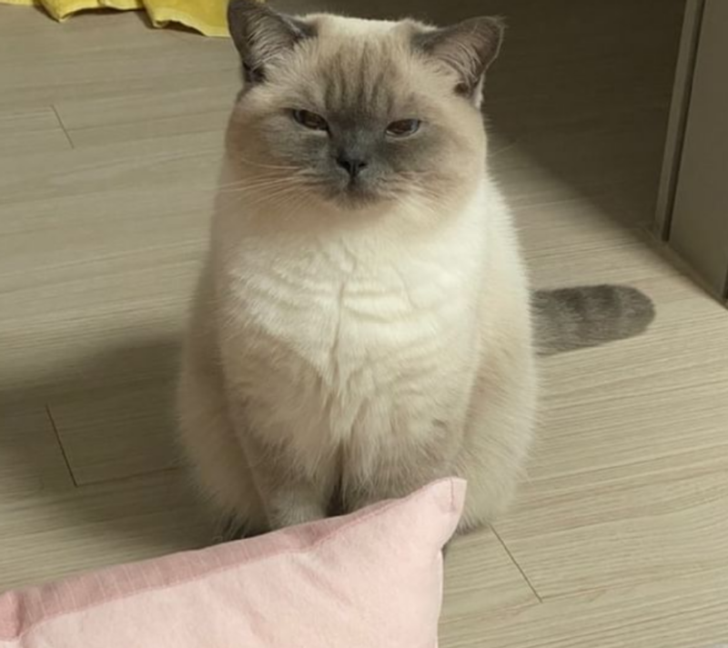 이 고양이가 샴이 아니라고!?!? - 냥스타 