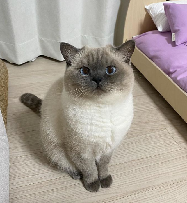 이 고양이가 샴이 아니라고!?!? - 냥스타 