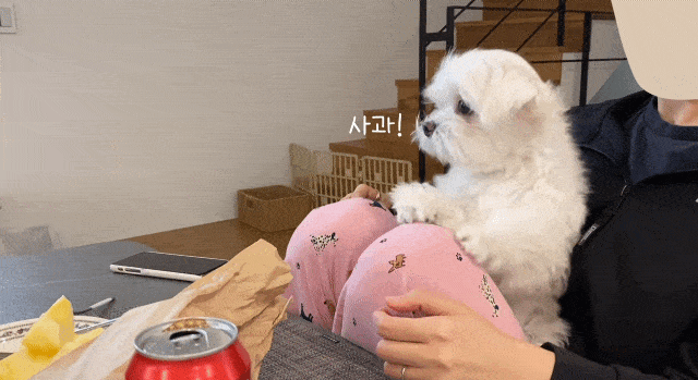 사과에 진심인 강아쥐 재롱이