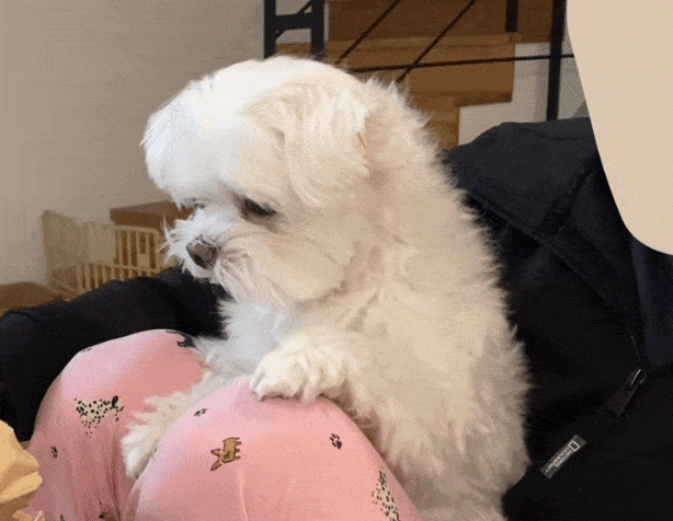 사과에 진심인 강아쥐 재롱이