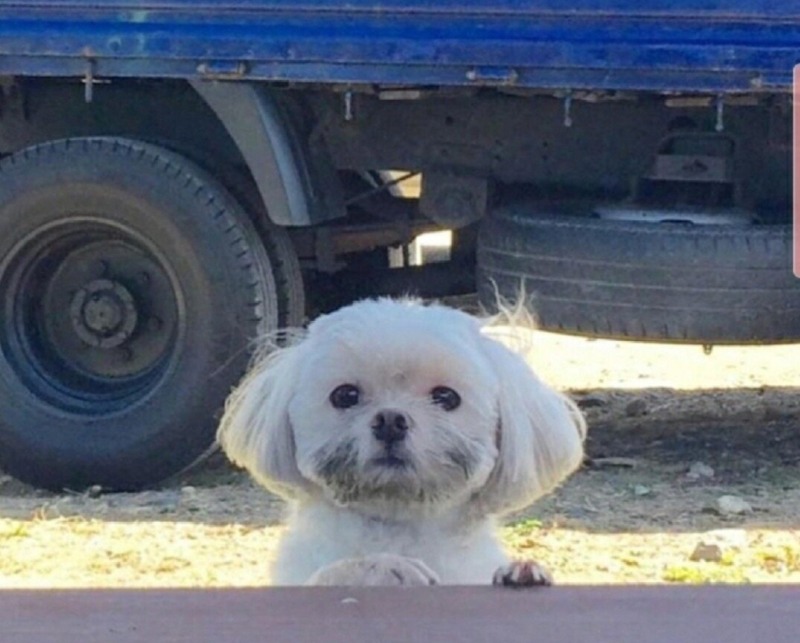 사과에 진심인 강아쥐 재롱이
