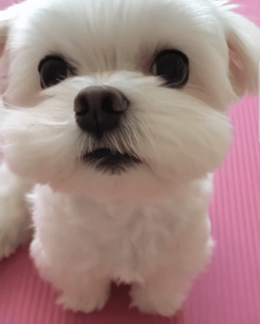 사과에 진심인 강아쥐 재롱이