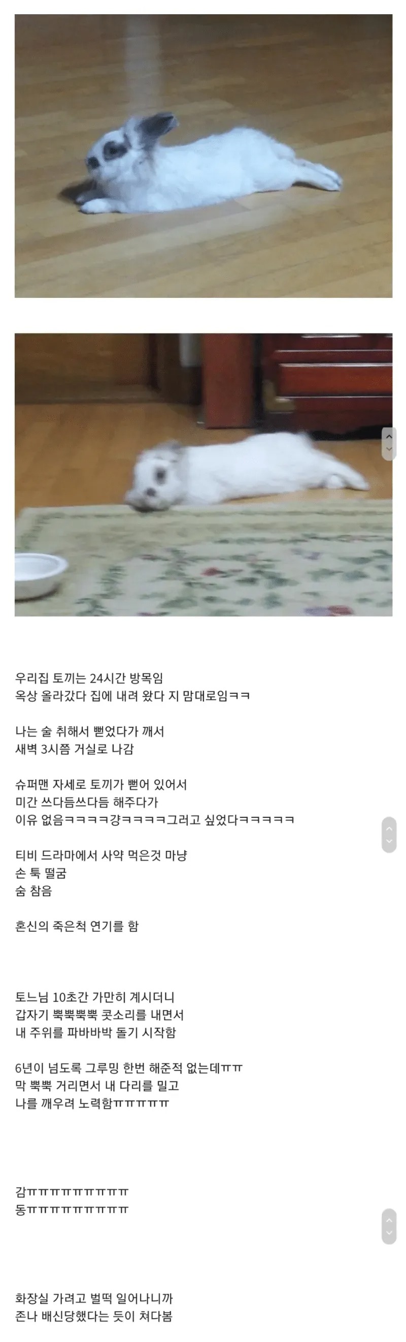 토끼한테 죽은척을 해보았다