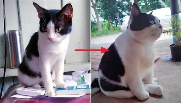 시골 할머니집에 보내진 냥이