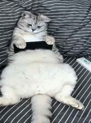 톰과 제리 광팬