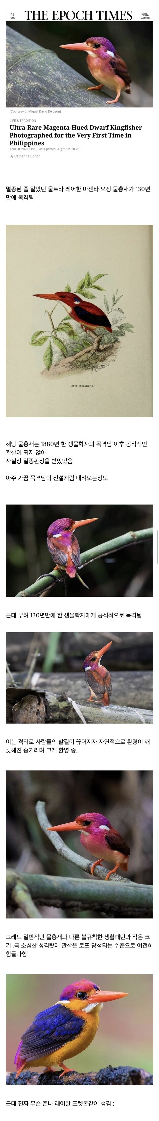 130년만에 목격된 요정을 닮은 새 