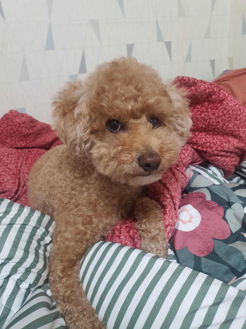 뭘보냐 주인!