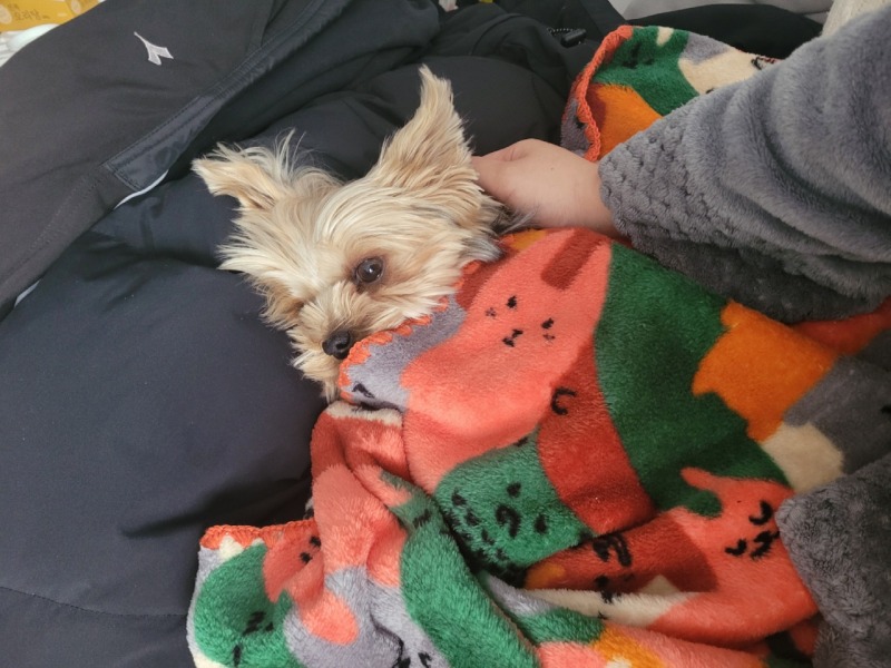 요크셔..