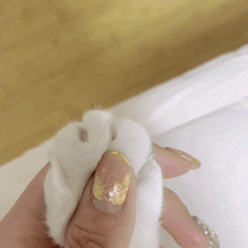 2365137204.gif