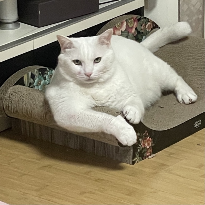 두 얼굴을 가진 콩이