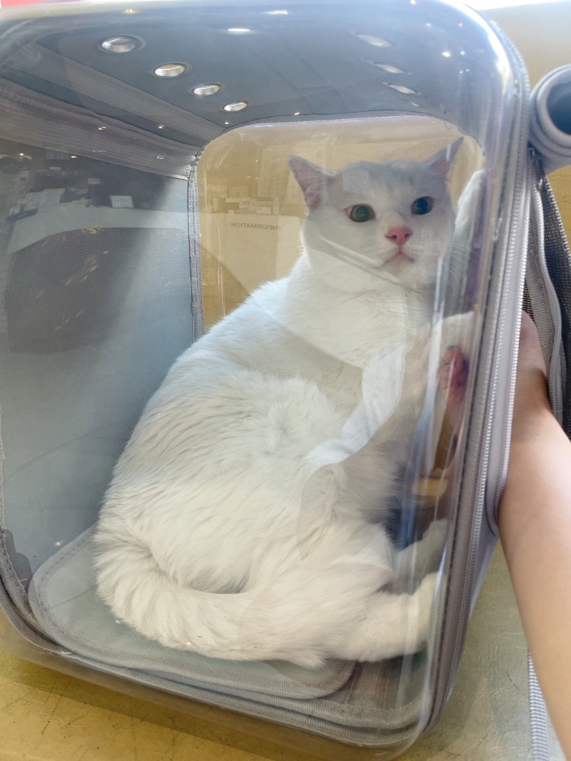 두 얼굴을 가진 콩이