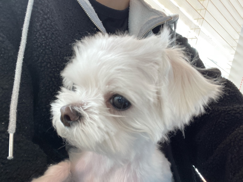 전주 코끼리동물병원