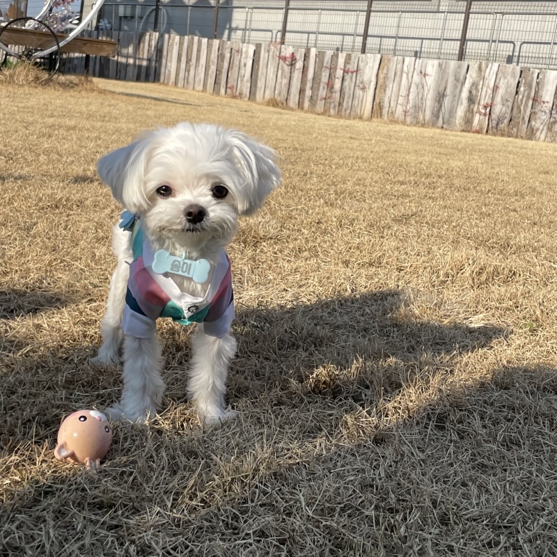 완주 애견카페 카페드숑