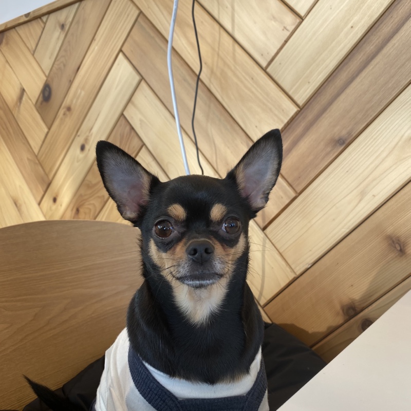 카페몽블