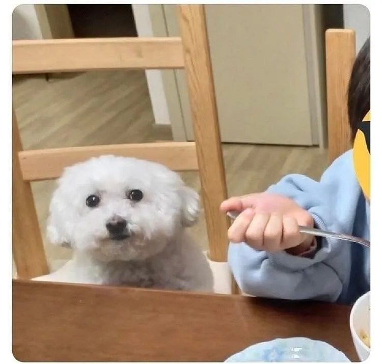 댕댕이를 이뻐한 흔적