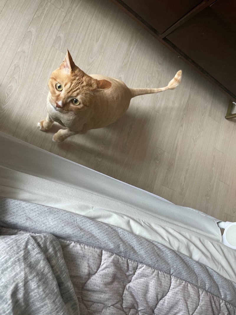 예뻐지냥 고양이 미용업체 추천이요!